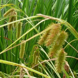 Bristly Sedge, Carex